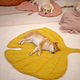 Ginkgo Yellow