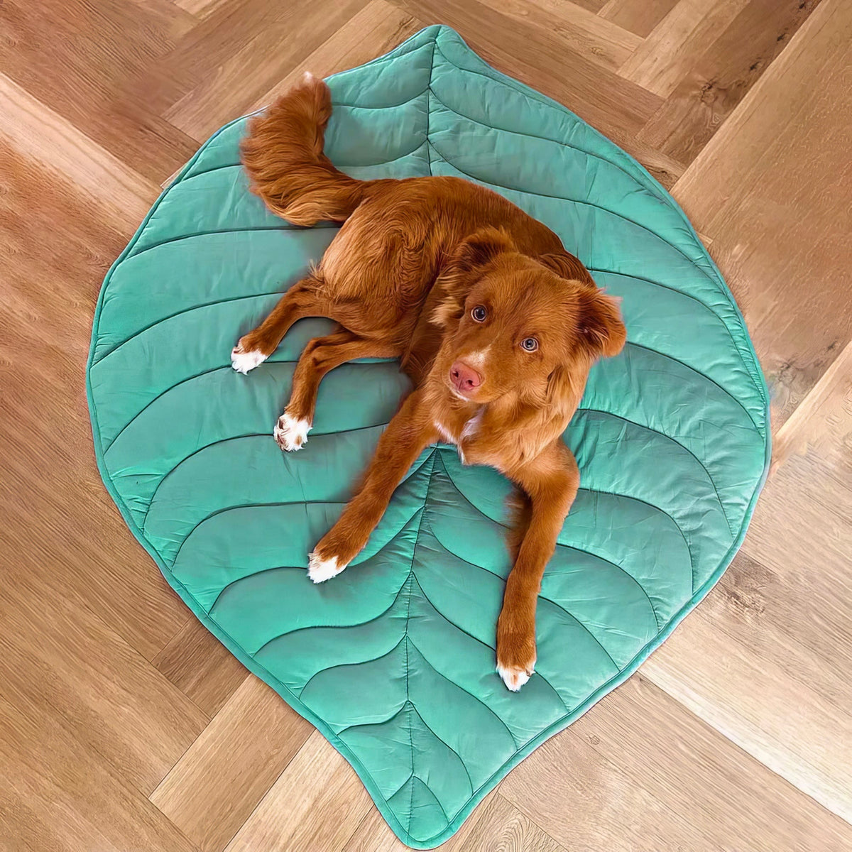 Tappetino Imbottito per Cani a Forma di Foglia - FidoSit