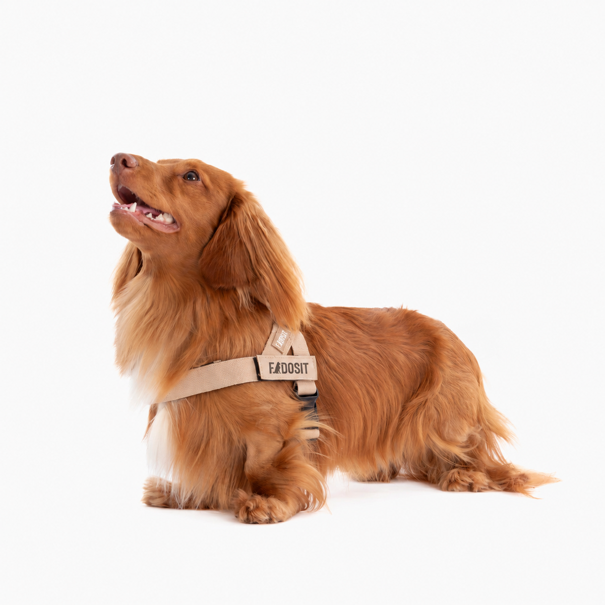 FidoSit adjustable dog harness in Premium Brown, product photo 3