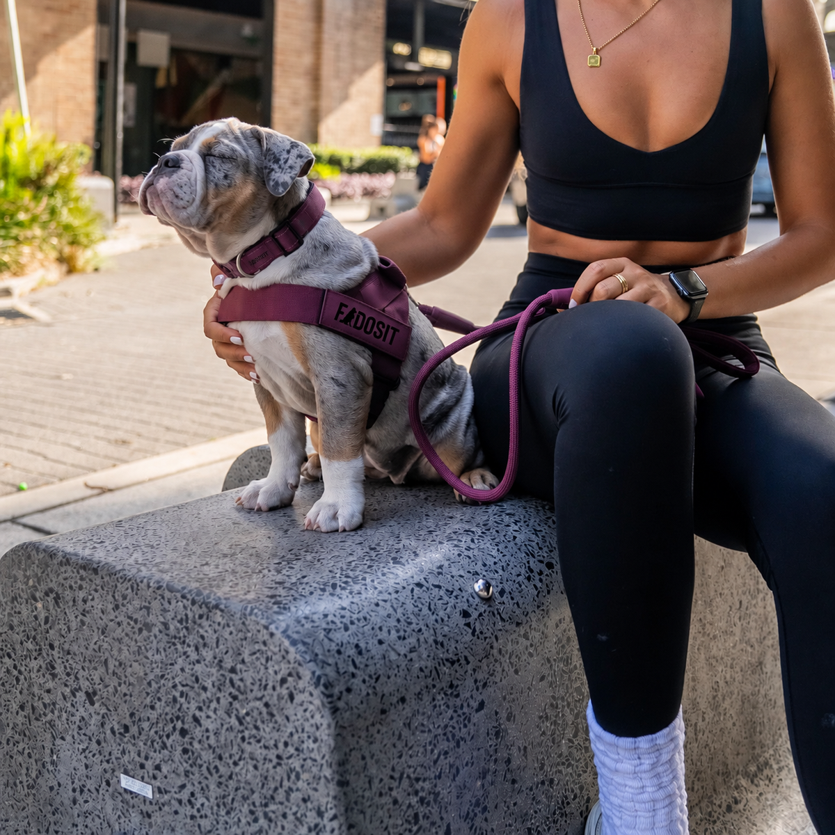 FidoSit adjustable dog harness in Premium Burgundy, product photo 5