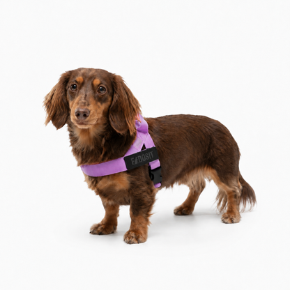 FidoSit adjustable dog harness in Purple, product photo 4