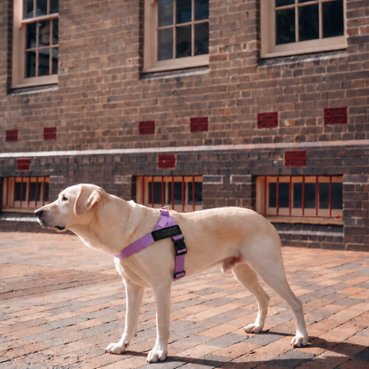 FidoSit adjustable dog harness in Purple, product photo 6