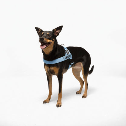 FidoSit adjustable dog harness in Sky Blue, product photo 3