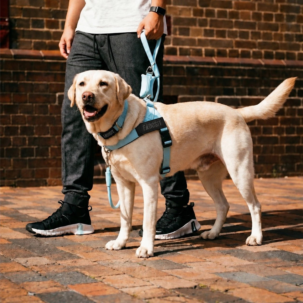 FidoSit adjustable dog harness in Sky Blue, product photo 5